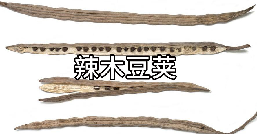 你很可能吃了一个“假”的辣木籽！