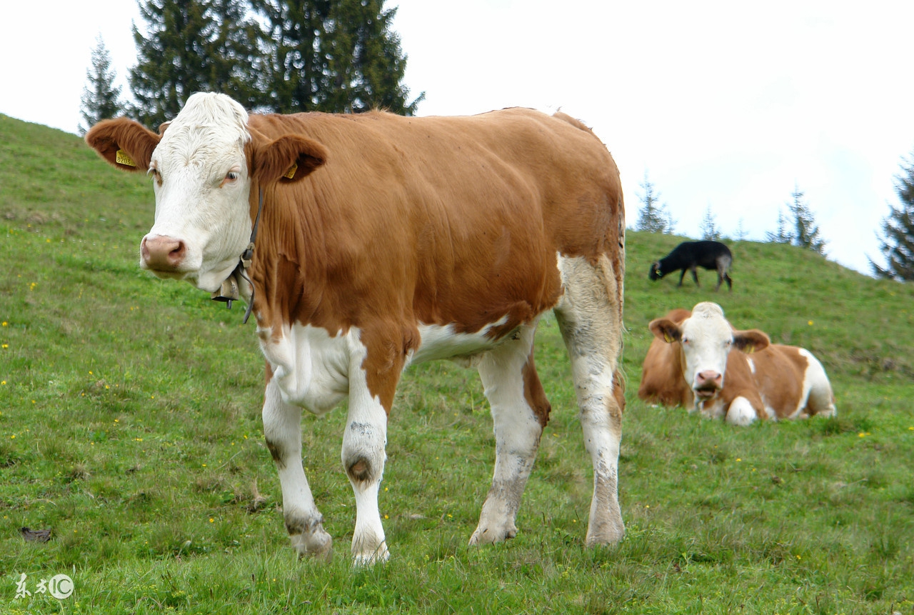 你很可能吃了一个“假”的辣木籽！