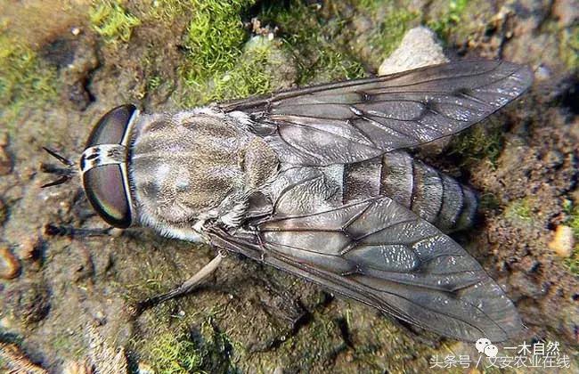 水生昆虫幼虫图谱,各种有害昆虫图谱