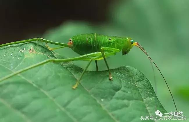 水生昆虫幼虫图谱,各种有害昆虫图谱