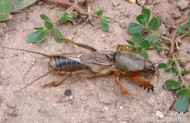 水生昆虫幼虫图谱,各种有害昆虫图谱