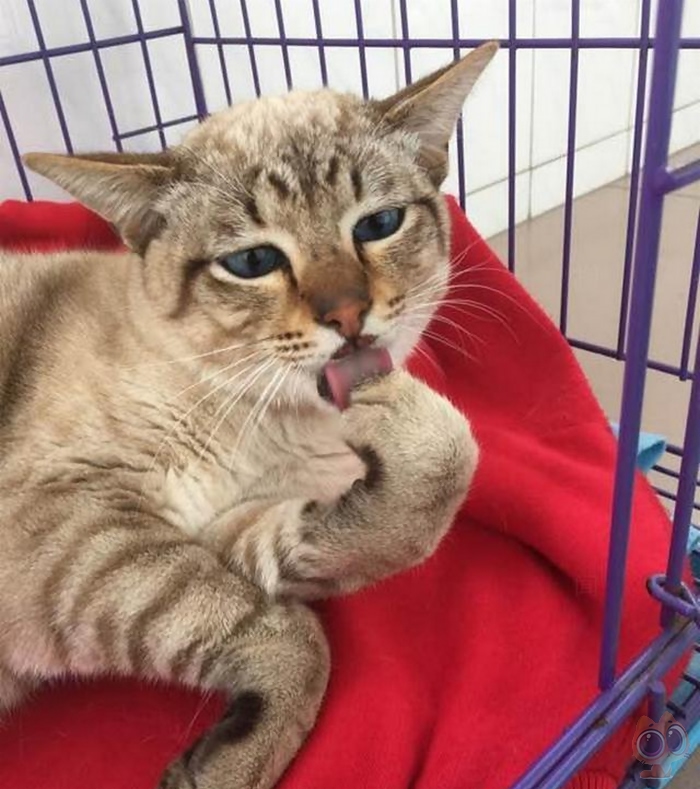 猫咪从高处摔下来嘴巴歪了出血,猫咪从高处掉下来摔到头会好吗