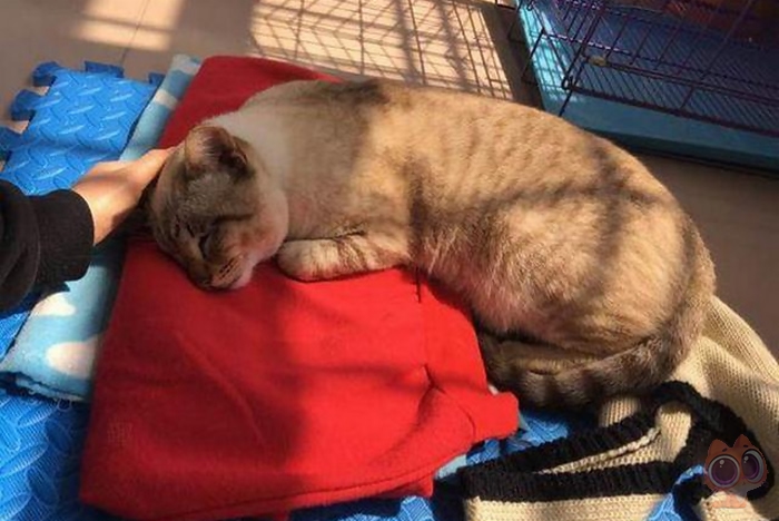 猫咪从高处摔下来嘴巴歪了出血,猫咪从高处掉下来摔到头会好吗