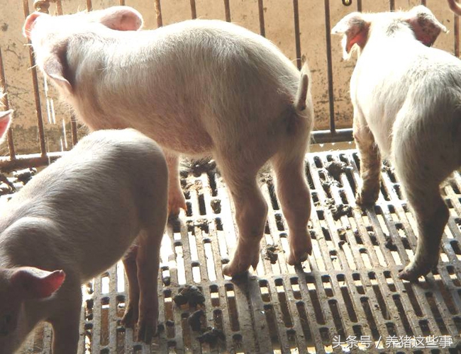 副猪嗜血杆菌病的主要临床表现为,副猪嗜血杆菌病症状和治疗方法