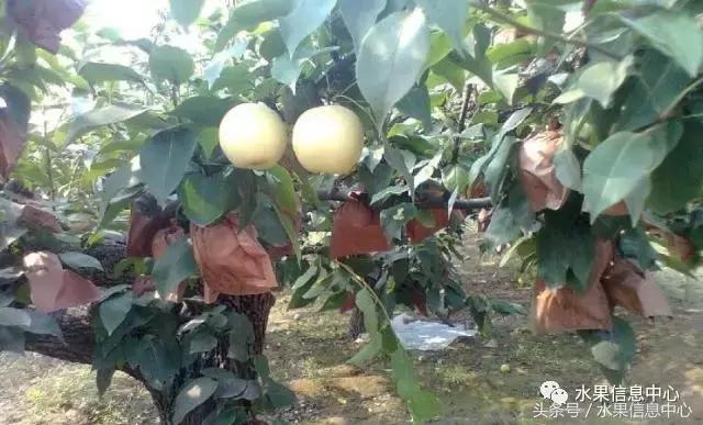 梨子的品种与产地,梨子品种及产地