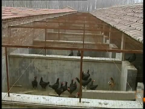 斗鸡苗养殖方法,斗鸡的养殖视频大全