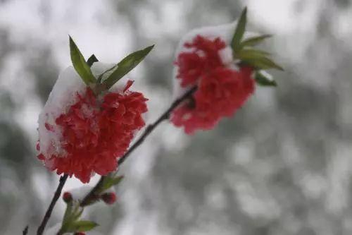 花卉过冬后怎么办,花卉被冻伤的叶子怎么处理