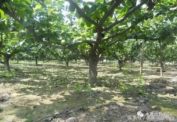 梨子的品种与产地,梨子品种及产地