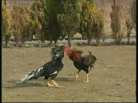 斗鸡苗养殖方法,斗鸡的养殖视频大全