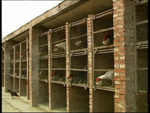 斗鸡苗养殖方法,斗鸡的养殖视频大全