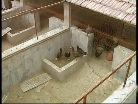 斗鸡苗养殖方法,斗鸡的养殖视频大全