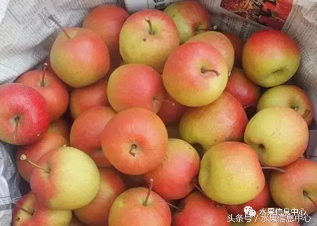 梨子的品种与产地,梨子品种及产地