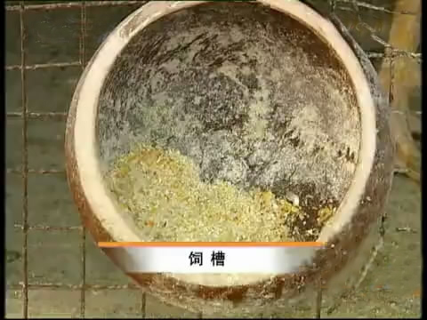斗鸡苗养殖方法,斗鸡的养殖视频大全