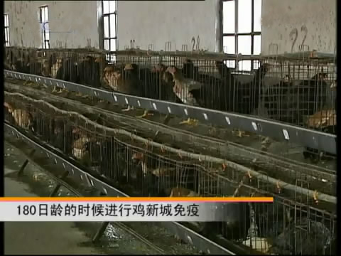 斗鸡苗养殖方法,斗鸡的养殖视频大全