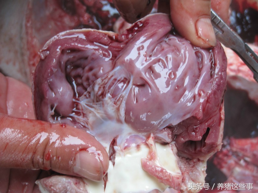 副猪嗜血杆菌病的主要临床表现为,副猪嗜血杆菌病症状和治疗方法