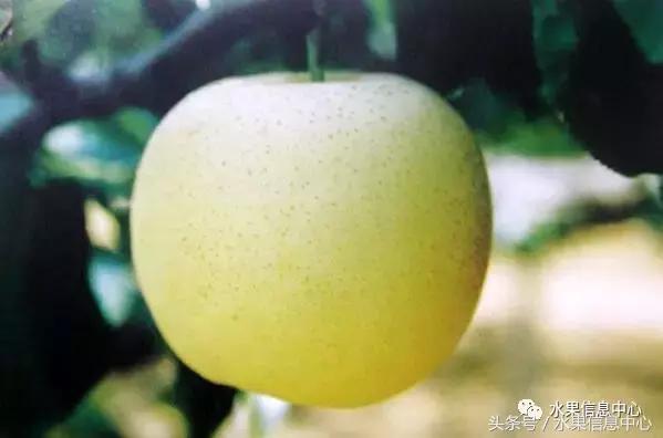 梨子的品种与产地,梨子品种及产地