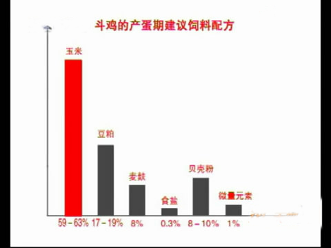斗鸡苗养殖方法,斗鸡的养殖视频大全
