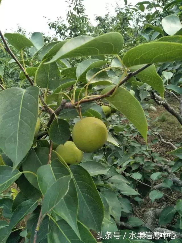 梨子的品种与产地,梨子品种及产地