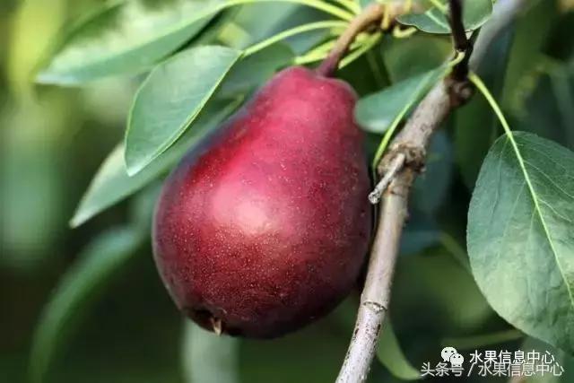 梨子的品种与产地,梨子品种及产地