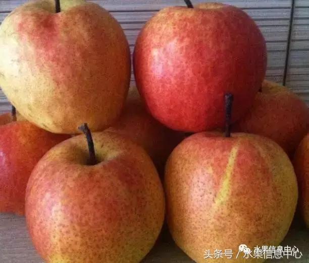 梨子的品种与产地,梨子品种及产地