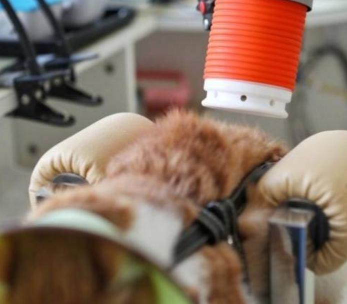 中医竟然能给宠物治病,中医治疗狗狗疑难杂症