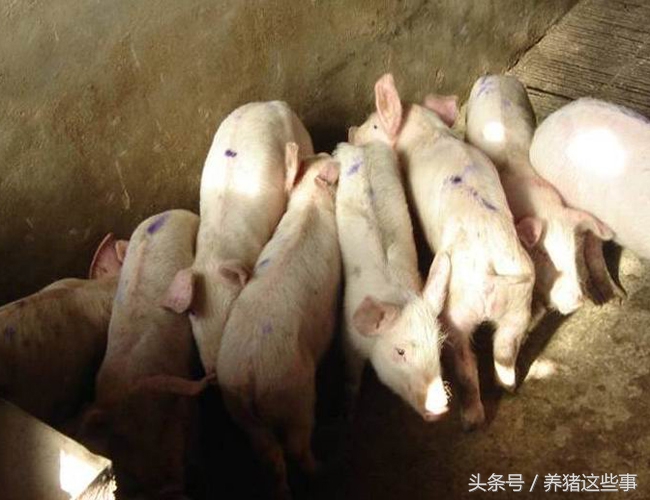 副猪嗜血杆菌病的主要临床表现为,副猪嗜血杆菌病症状和治疗方法