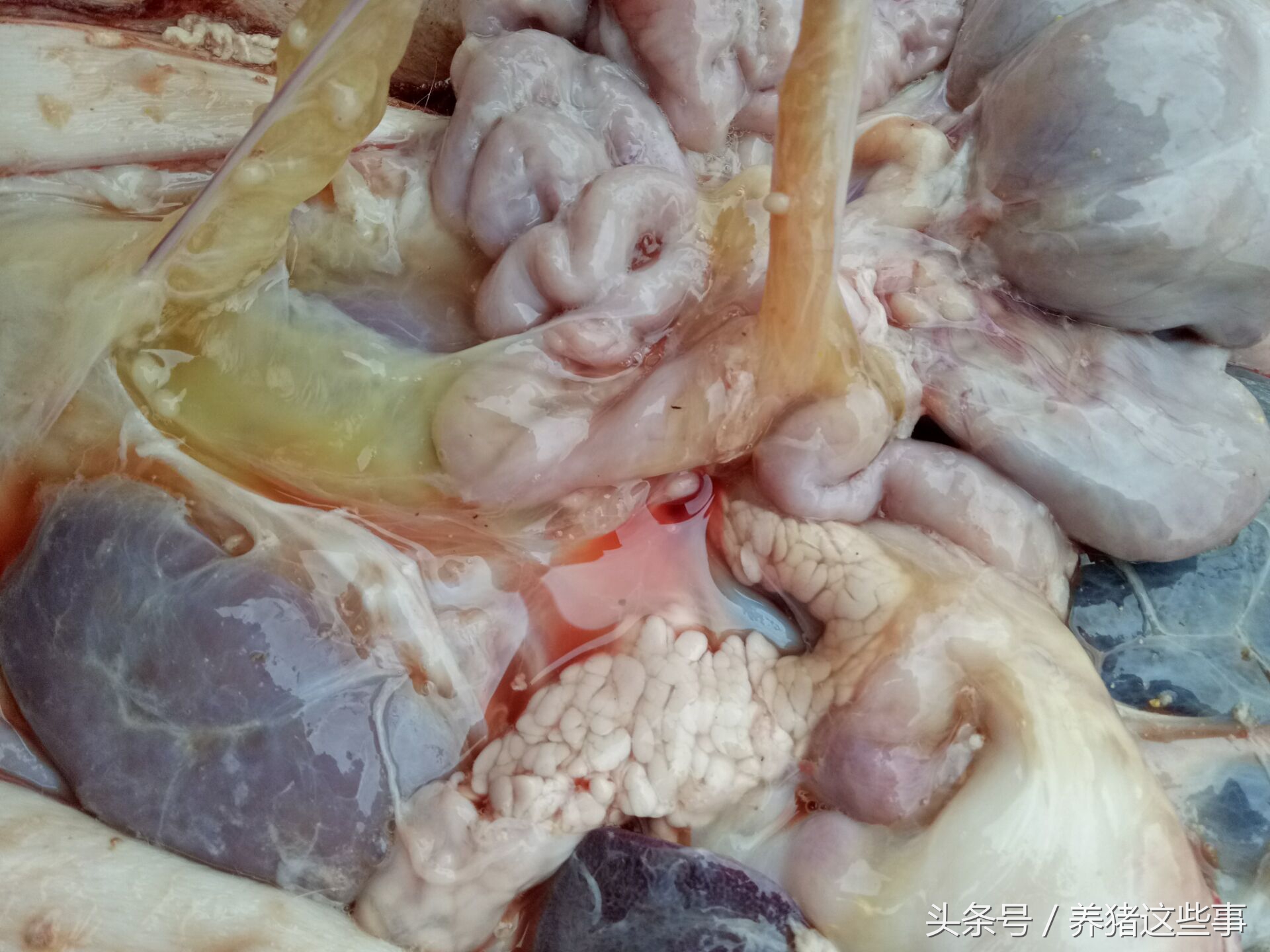 副猪嗜血杆菌病的主要临床表现为,副猪嗜血杆菌病症状和治疗方法