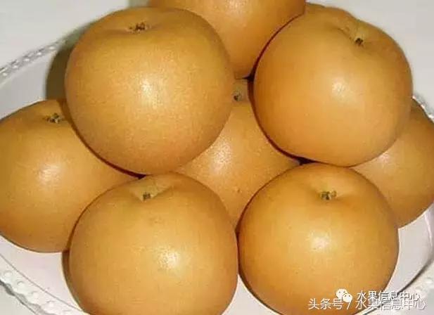 梨子的品种与产地,梨子品种及产地