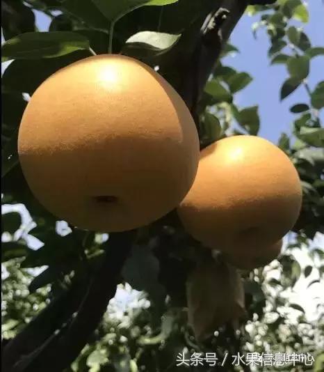 梨子的品种与产地,梨子品种及产地