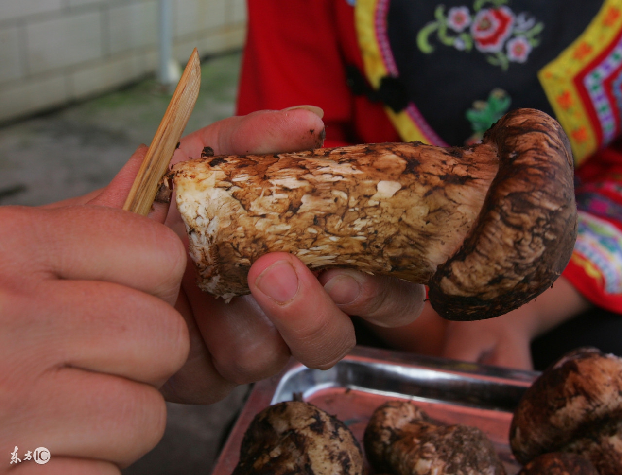 饭桌上的好物,公认最好吃的菌