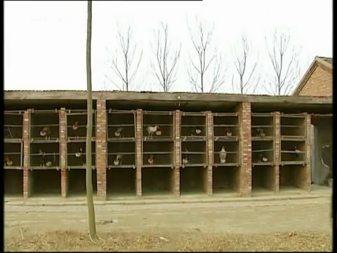 斗鸡苗养殖方法,斗鸡的养殖视频大全