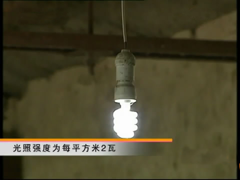 斗鸡苗养殖方法,斗鸡的养殖视频大全