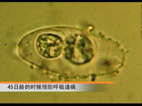 斗鸡苗养殖方法,斗鸡的养殖视频大全