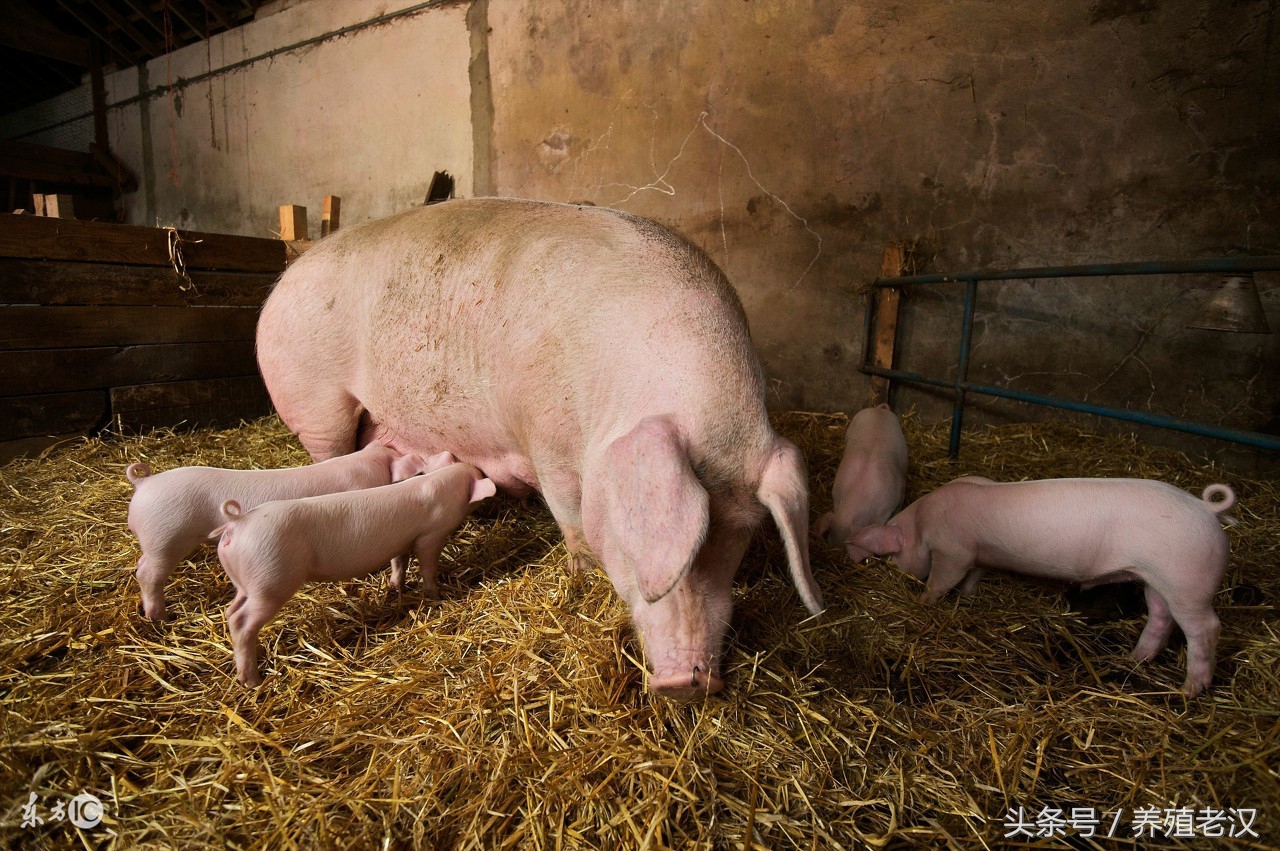 养猪脱肛最好的办法解决,保育猪脱肛最佳的治愈方法