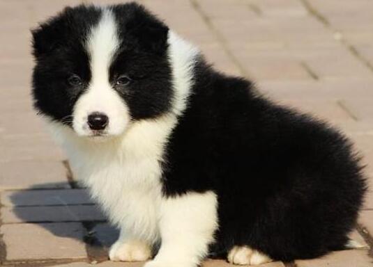 边境牧羊犬的饮食特征图片,牧羊犬饲养饮食的基本知识