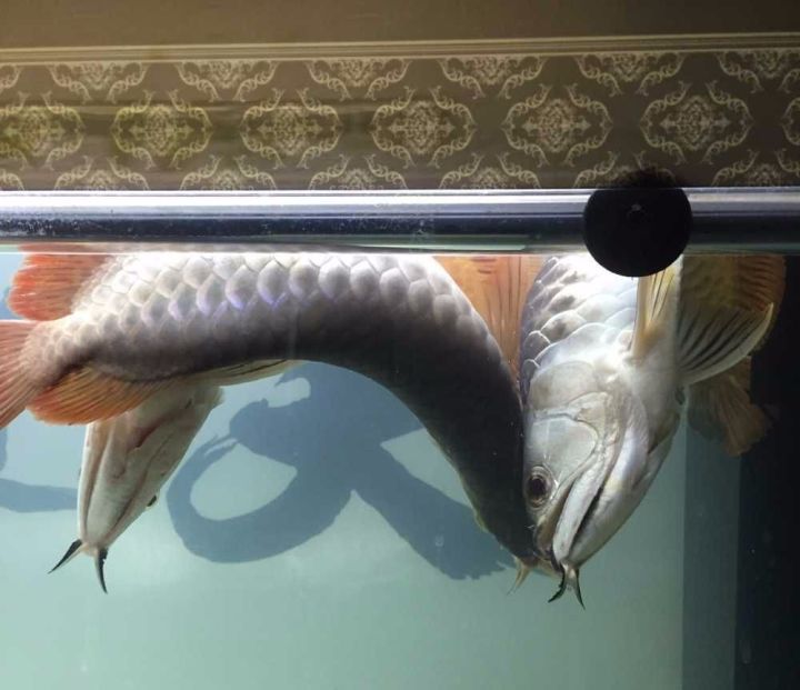 龙鱼的疾病和处理方法,龙鱼怎么养不会死