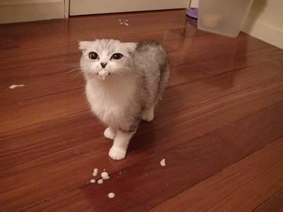 喵星人呕吐的原因及应对手段