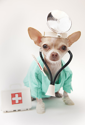 道格队长完整版,狗狗贫血怎么补最快最有效