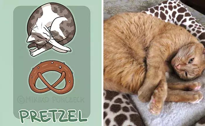 猫咪是不是所有肉都能吃,猫为什么既是固体又是液体