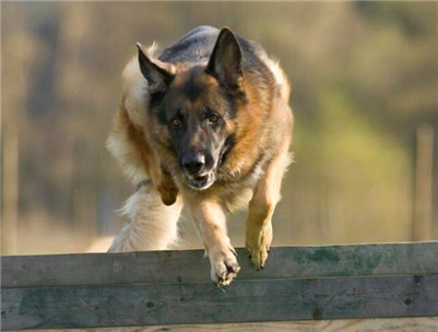 狼狗该如何饲养？生活中喂养狼狗的方法与关注事项！