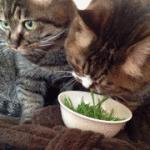 喵星人呕吐的原因及应对手段