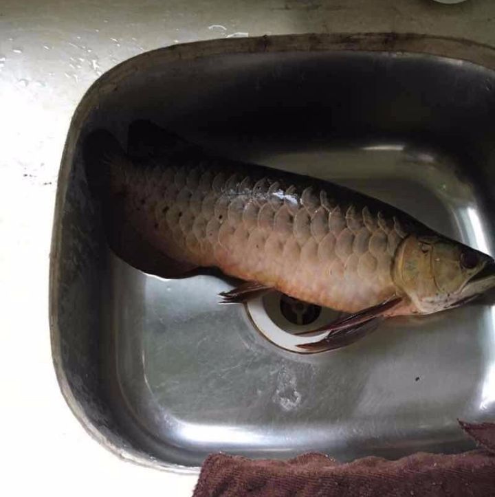 龙鱼的疾病和处理方法,龙鱼怎么养不会死