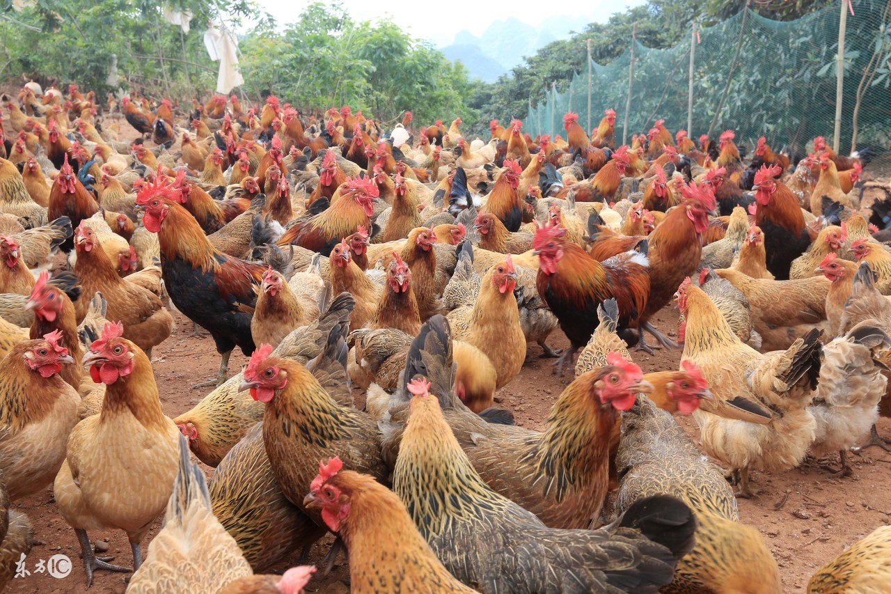 家禽磺胺药中毒怎么解毒最好,治疗鸡病磺胺药怎么搭配