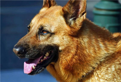 狼狗该如何饲养？生活中喂养狼狗的方法与关注事项！