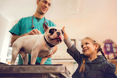 道格队长完整版,狗狗贫血怎么补最快最有效