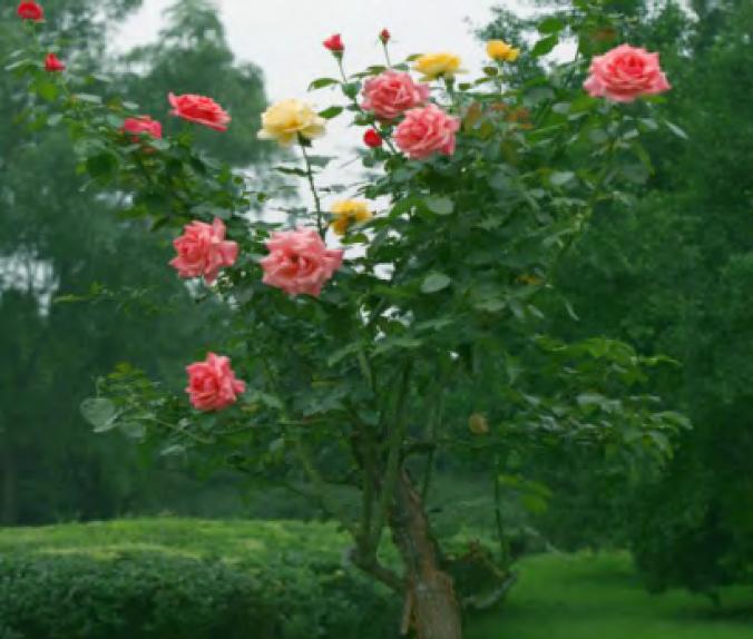 树状月季怎么嫁接视频,树状月季怎样嫁接及嫁接后管理