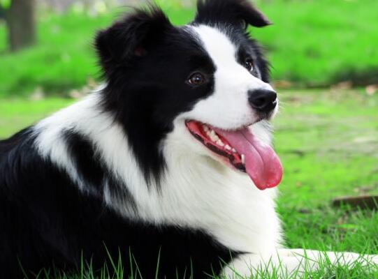 边境牧羊犬的饮食特征图片,牧羊犬饲养饮食的基本知识