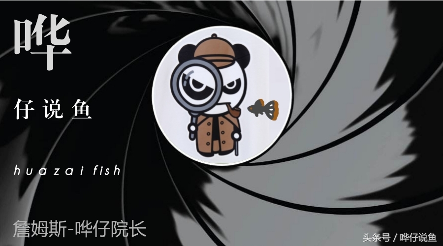 银龙鱼为什么能卖那么贵,银龙鱼真的很贵吗