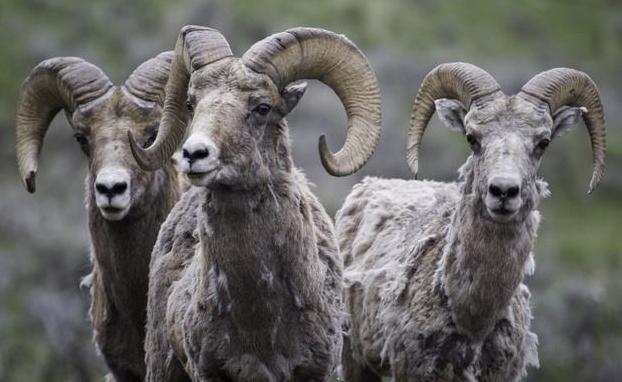 动物学中动物的进化历程,动物进化的历程是什么