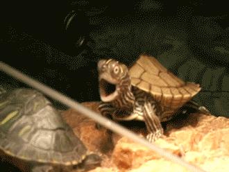 跑步机当跑得很快时怎么关掉,跑步机跑到一定速度打滑